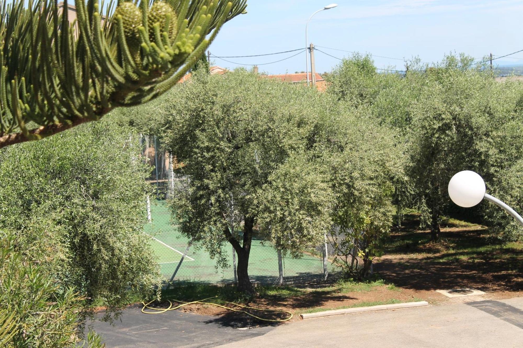 Domaine Le Clos Des Oliviers Sorbo-Ocagnano Δωμάτιο φωτογραφία