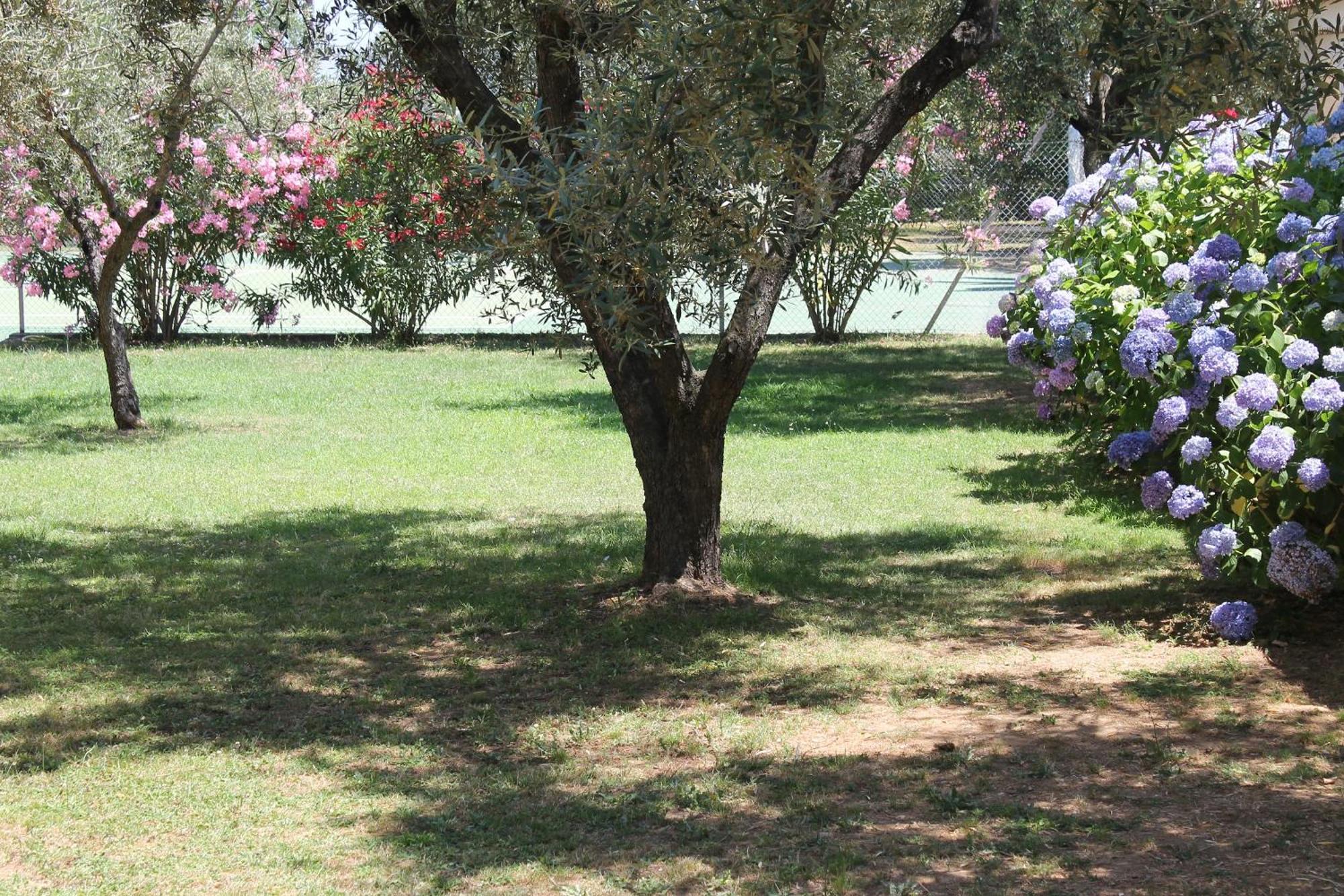 Domaine Le Clos Des Oliviers Sorbo-Ocagnano Εξωτερικό φωτογραφία